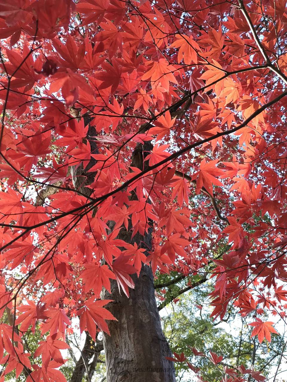 宝満宮竈門神社の紅葉情報 22 ウェザーニュース