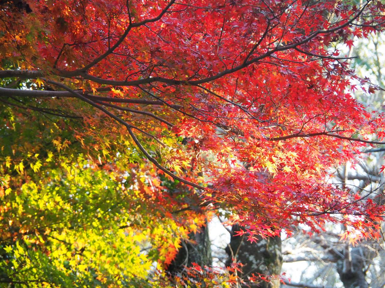 浜松城公園の紅葉情報 22 ウェザーニュース