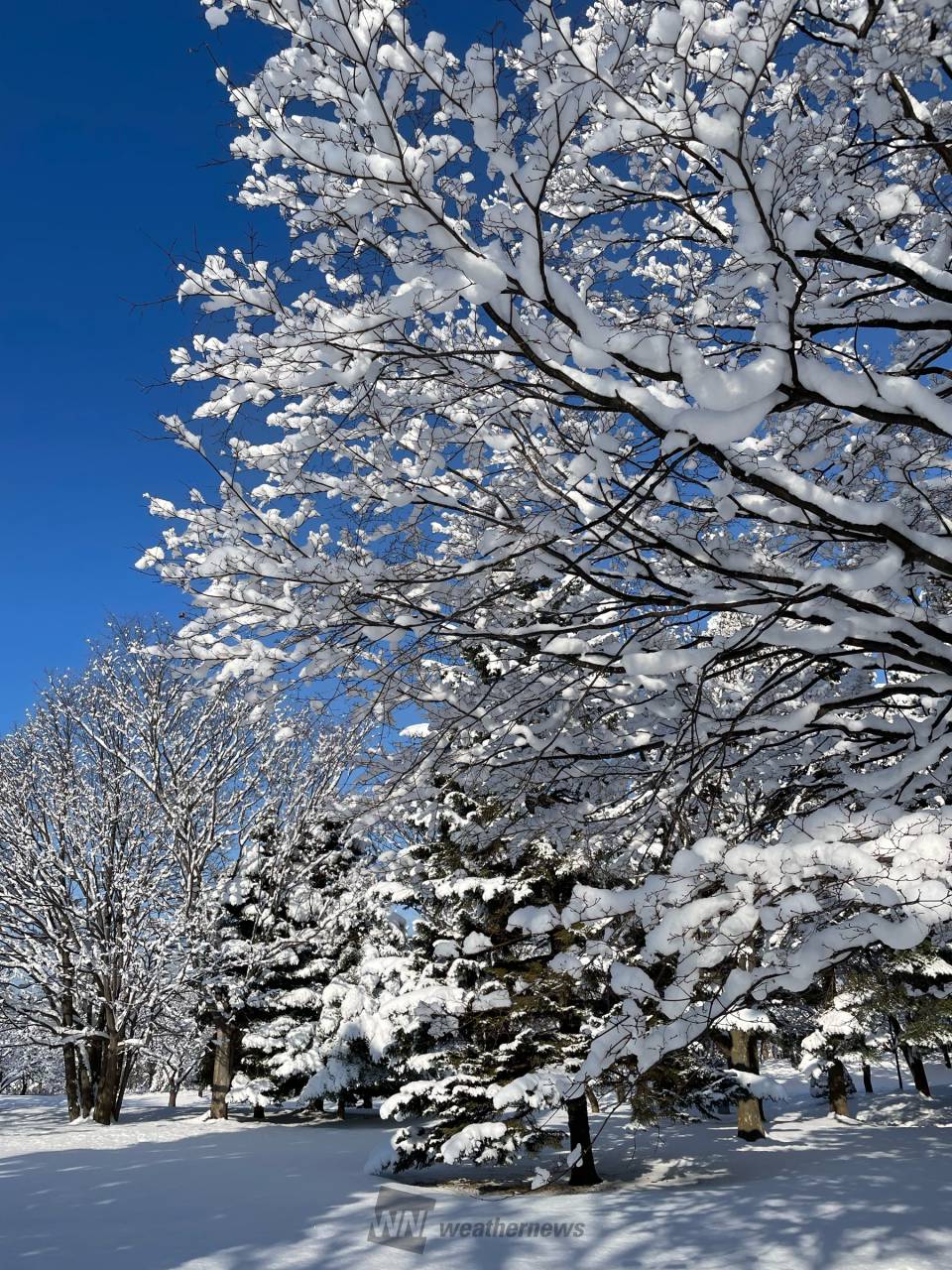 起きたら雪どっさり 注目の空の写真 ウェザーニュース