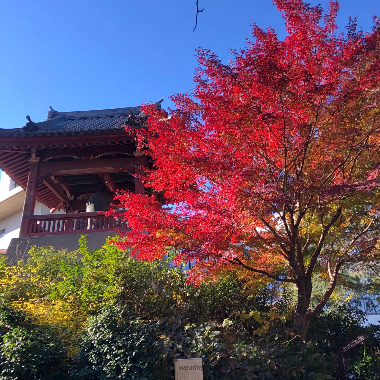 上野恩賜公園の紅葉情報 22 ウェザーニュース