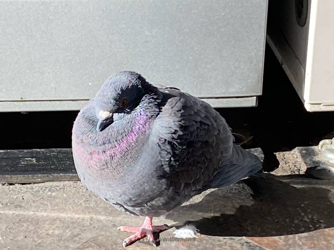 日差しを浴びて温もる鳩です。 膨らむ羽毛 | 東京都墨田区 | WAP | ウェザーニュース