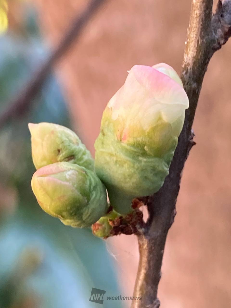 この花のつぼみは？ 注目の空の写真 ウェザーニュース