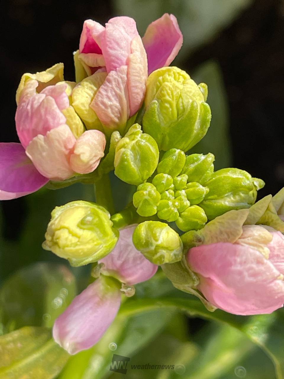 この花のつぼみは？ 注目の空の写真 ウェザーニュース