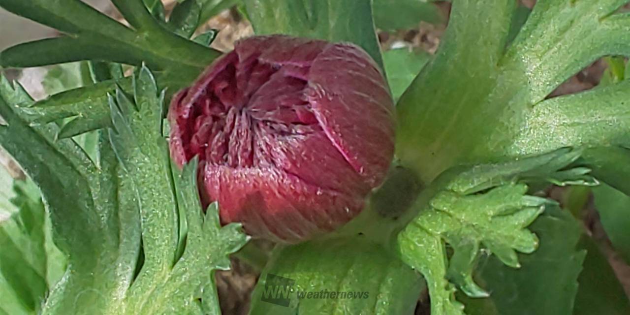 この花のつぼみは？ 注目の空の写真 ウェザーニュース