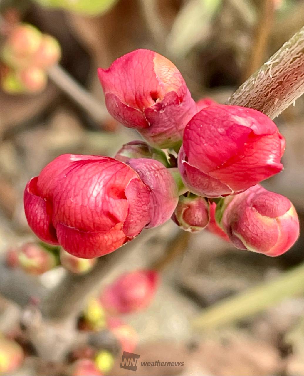 この花のつぼみは？ 注目の空の写真 ウェザーニュース