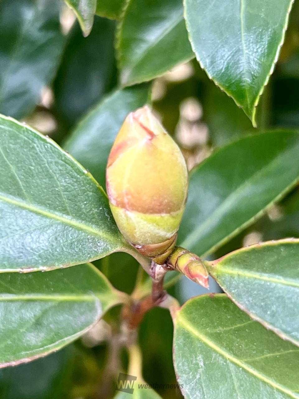 この花のつぼみは？ 注目の空の写真 ウェザーニュース