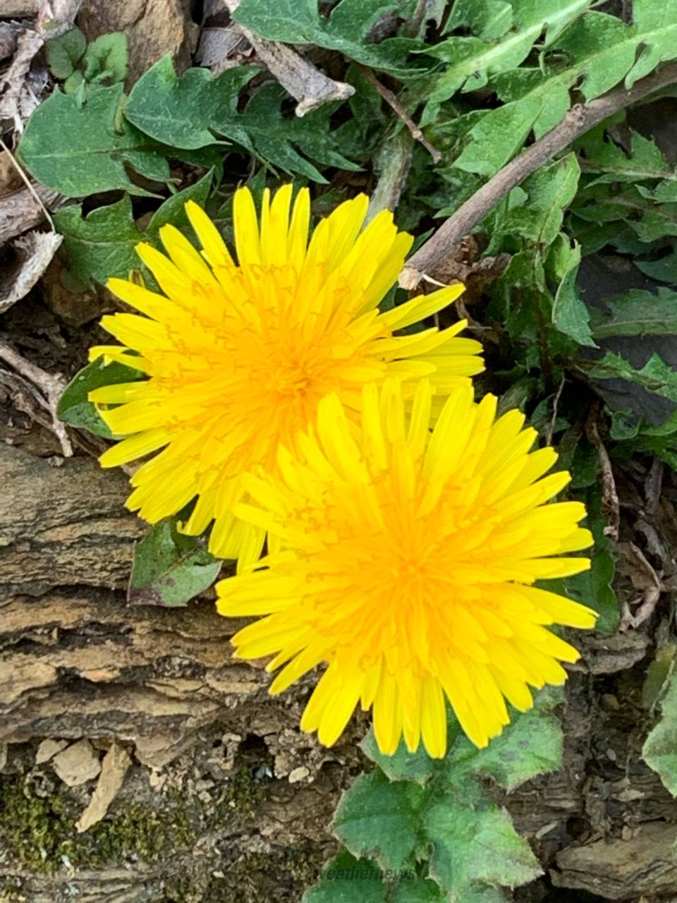 ✿黄色いお花✿ 注目の空の写真 ウェザーニュース