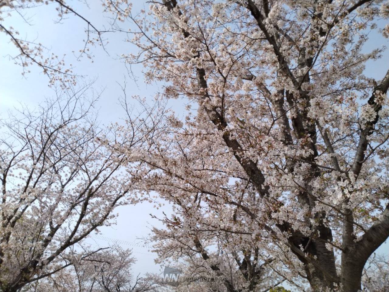 丸山公園の花見・桜情報【2024】｜ウェザーニュース