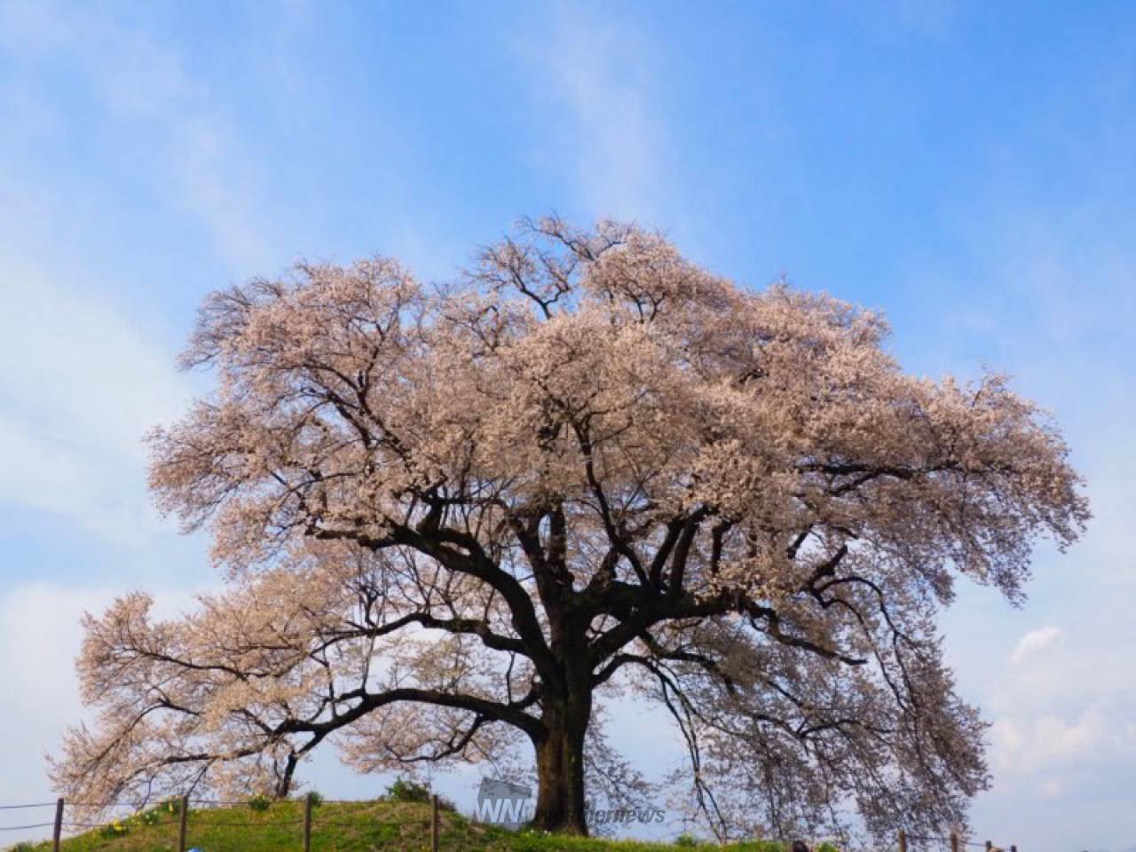 わに塚のサクラの花見・桜情報【2023年】｜ウェザーニュース