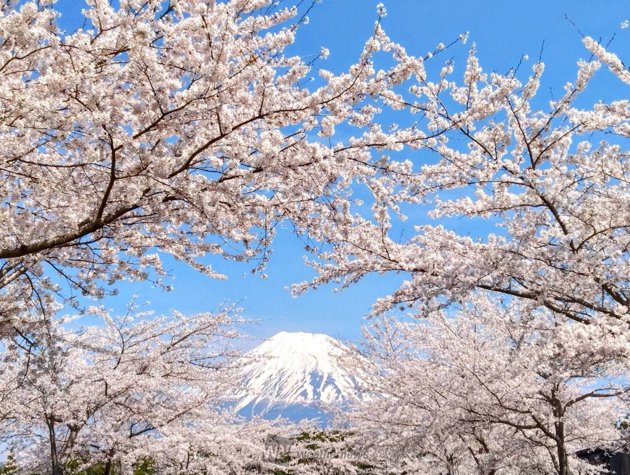 桜の絶景写真 注目の空の写真 ウェザーニュース