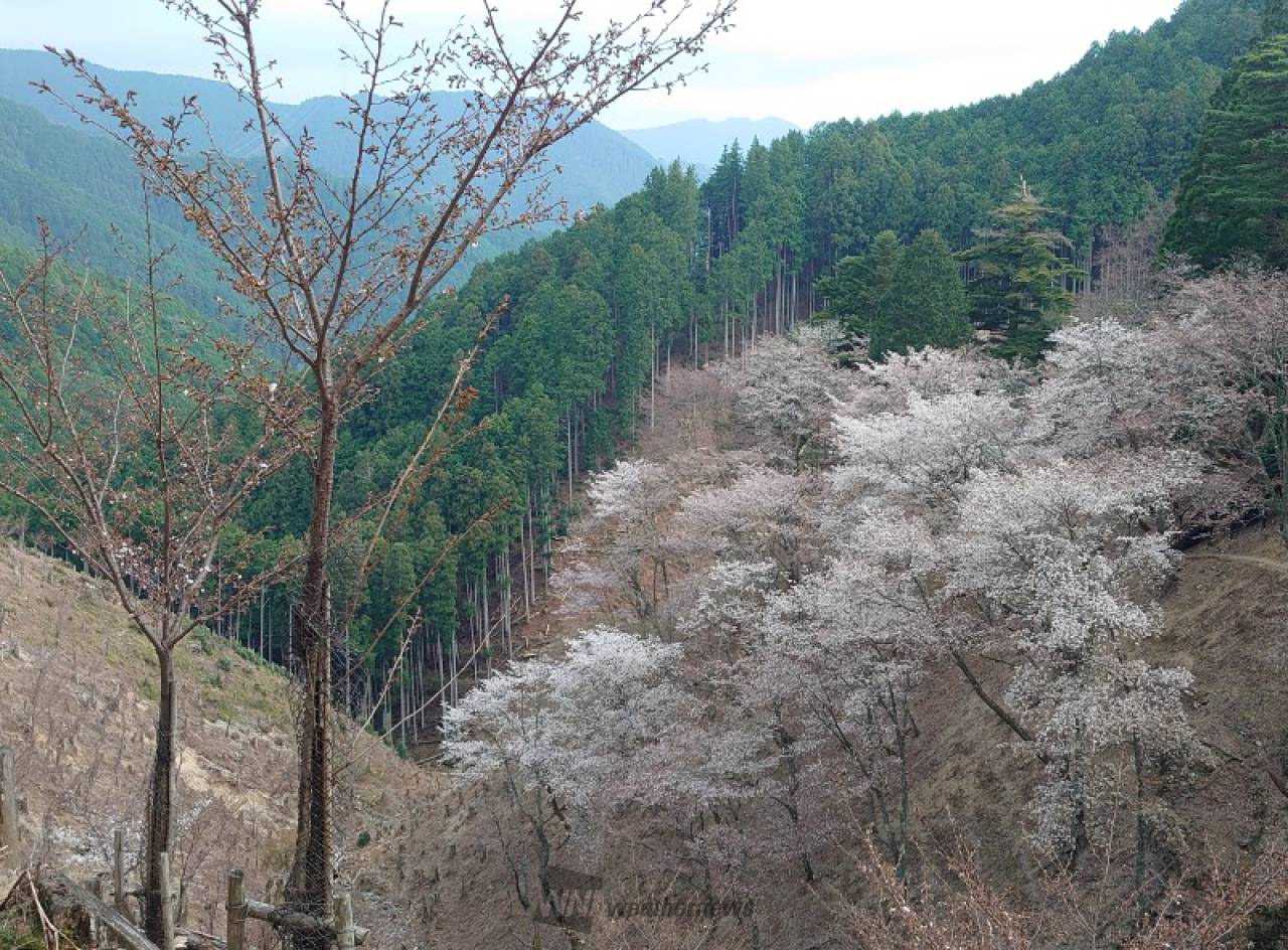 吉野山(奥千本)の花見・桜情報【2024】｜ウェザーニュース