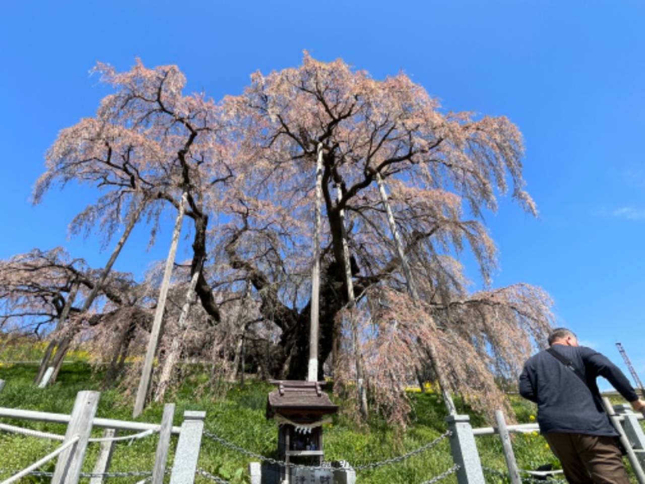 三春滝桜の花見・桜情報【2023年】｜ウェザーニュース