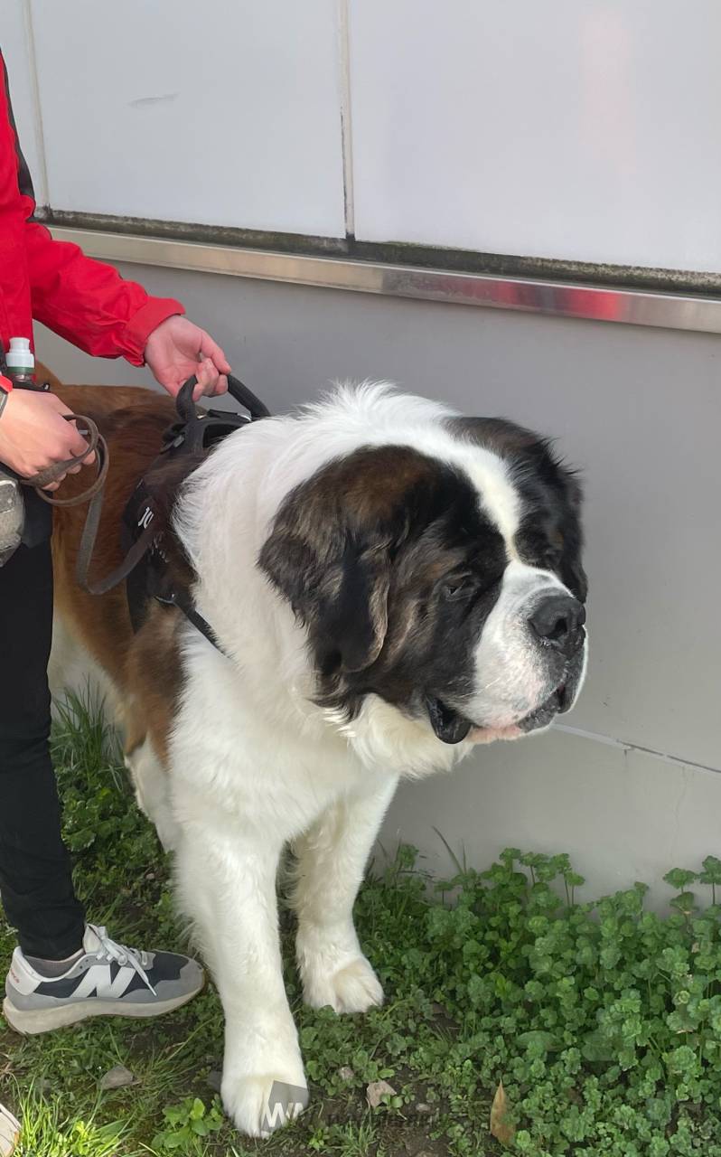 セントバーナード犬！ 体重は65kgもあ | 宮城県仙台市太白区 | サクラ