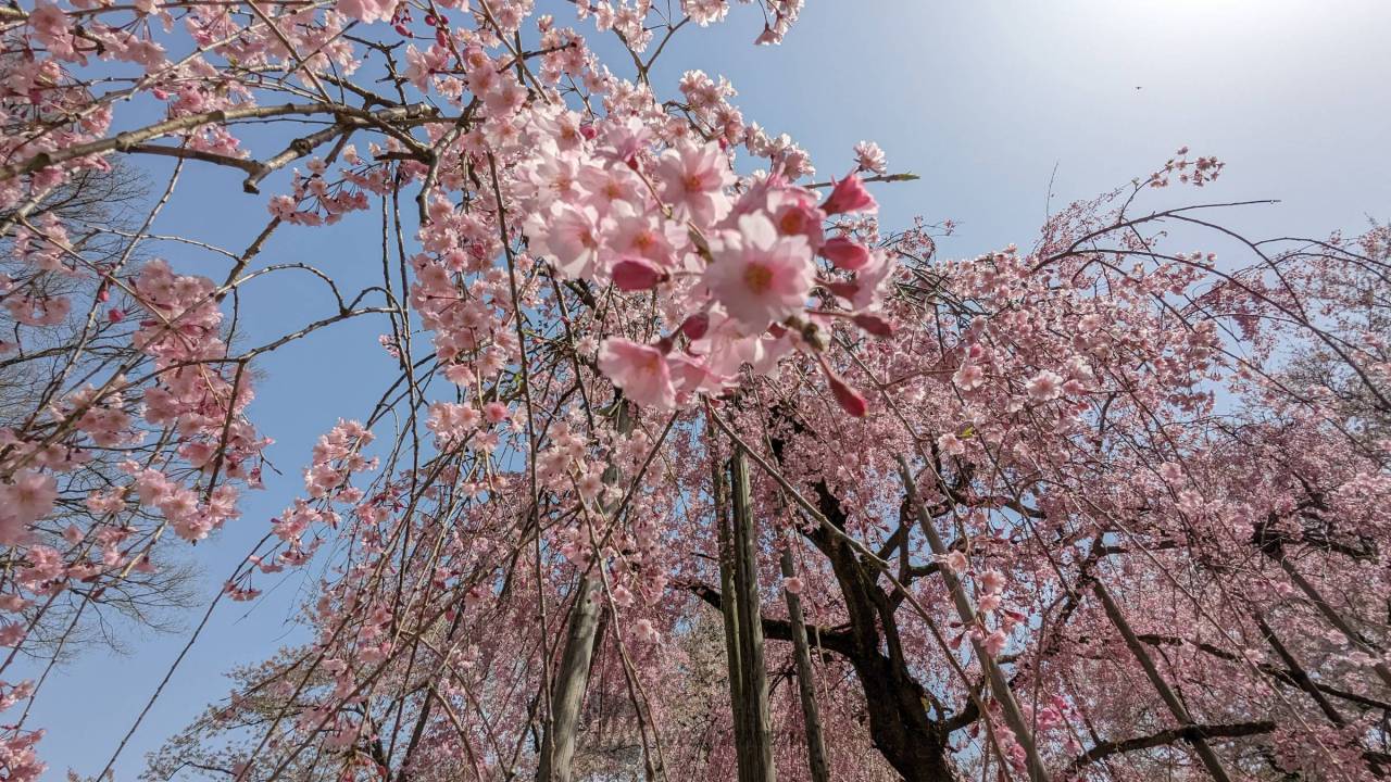 桜の絶景写真 注目の空の写真 ウェザーニュース