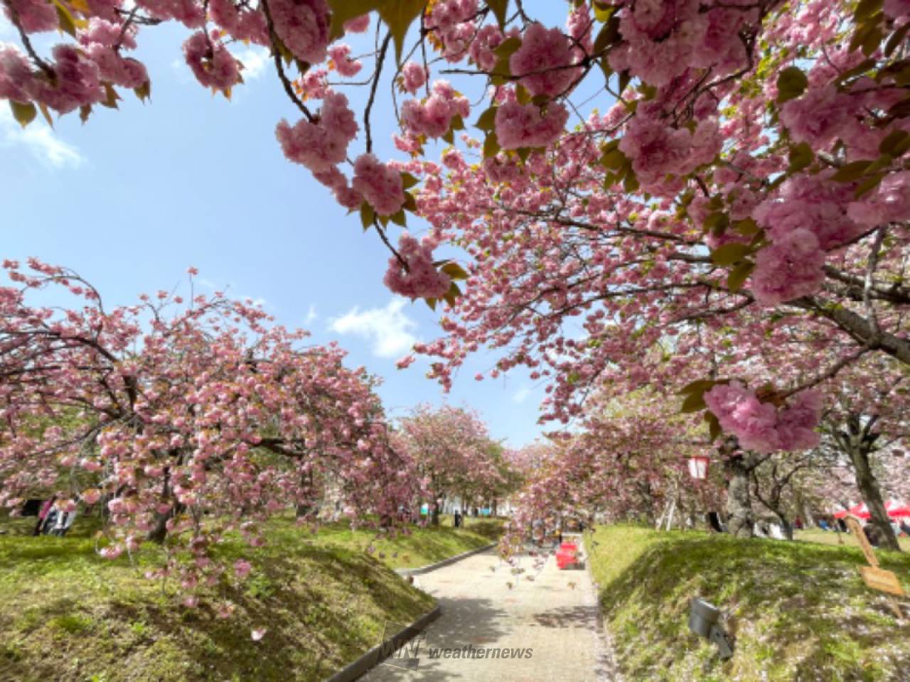 造幣局広島支局 花のまわりみちの花見・桜情報【2024】｜ウェザーニュース