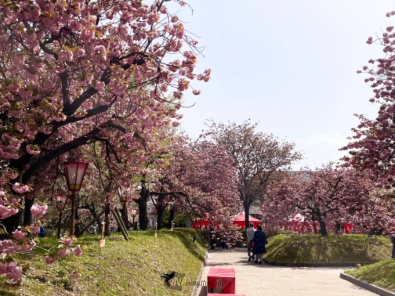 造幣局広島支局 花のまわりみちの花見・桜情報【2023年】｜ウェザー 
