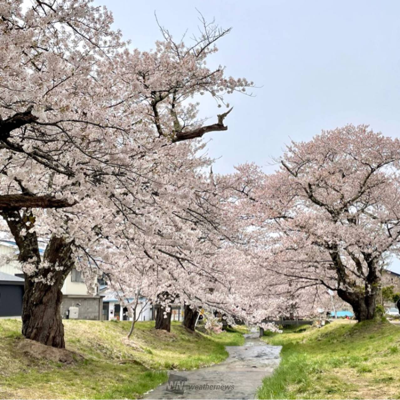 観音寺川の桜の花見・桜情報【2023年】｜ウェザーニュース