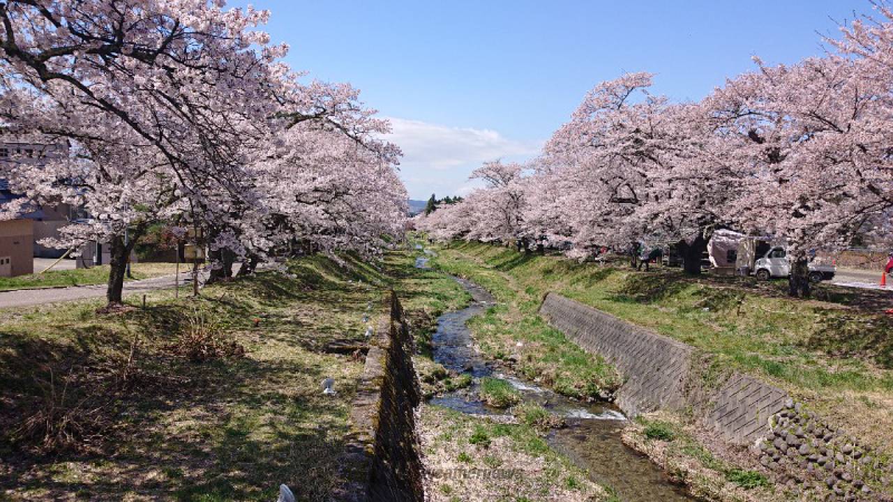 観音寺川の桜の花見・桜情報【2023年】｜ウェザーニュース