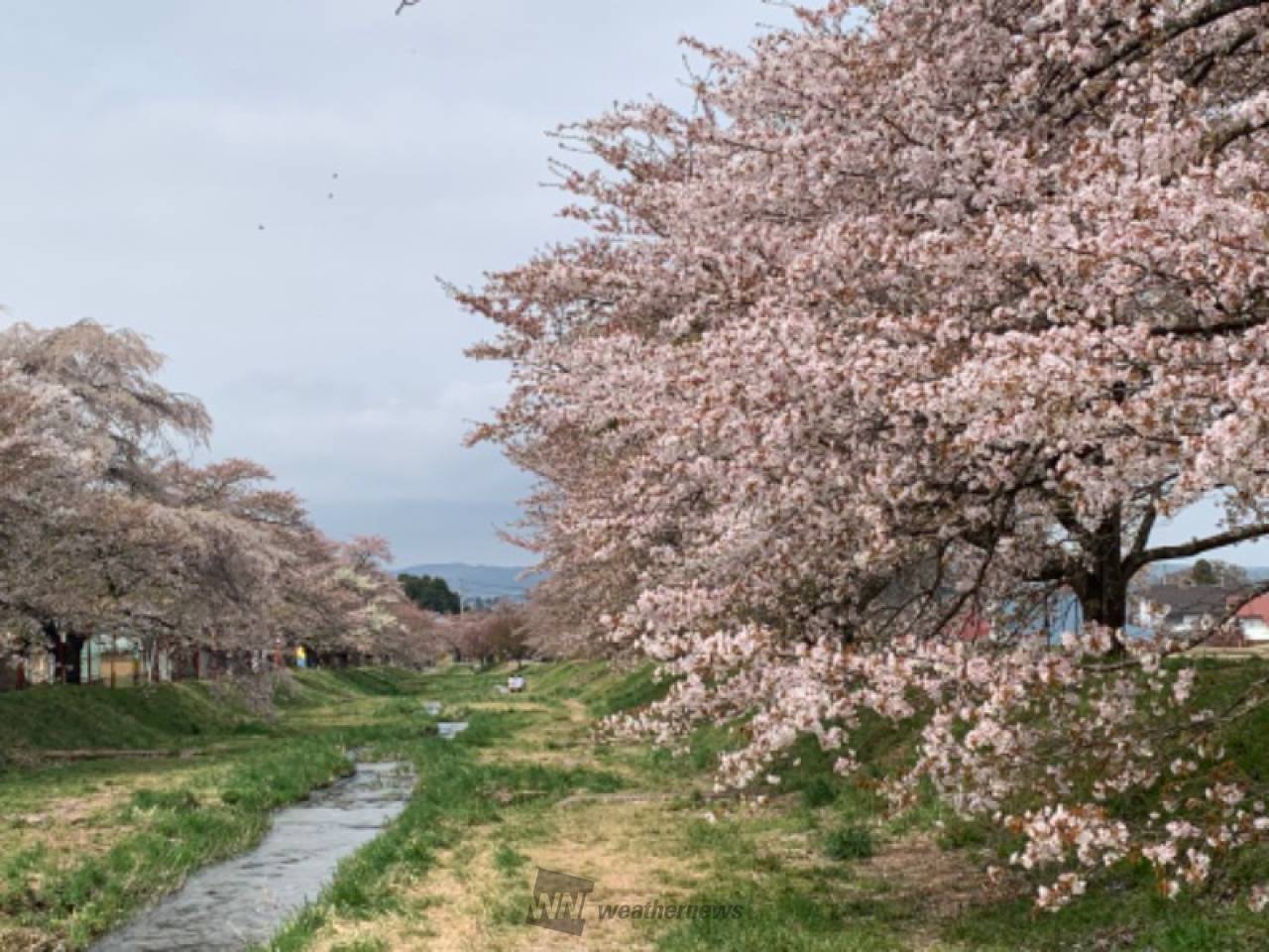 観音寺川の桜の花見・桜情報【2023年】｜ウェザーニュース