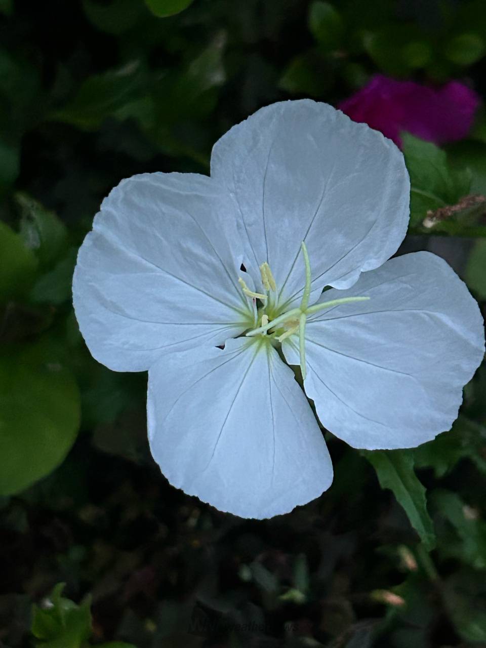 夜咲く花 月見草の白い花が咲いています。 | 長野県茅野市 | 瑠璃玉