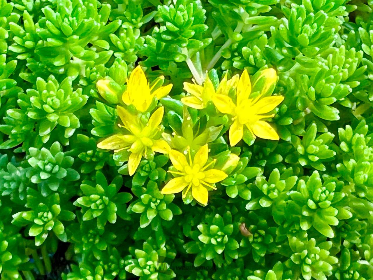 黄色の花が咲く多肉植物 道端に咲く多肉植物のセダム(万年草)の花 | 埼玉県鴻巣市 | いろは