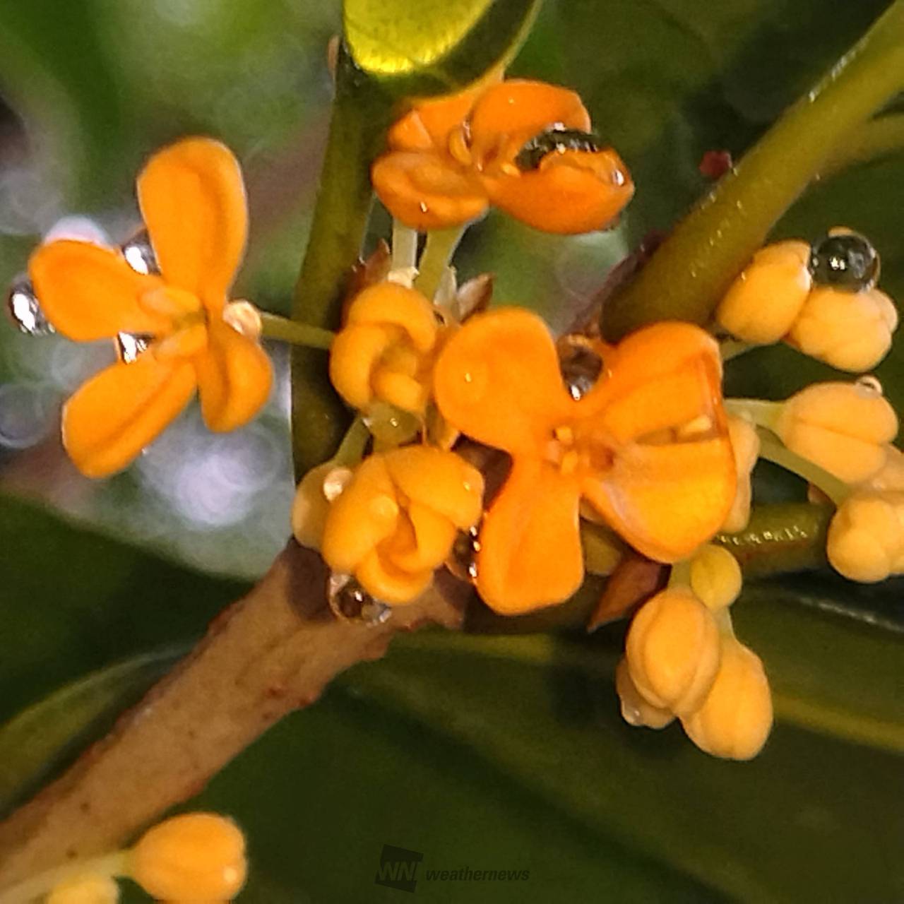 令和4年終了致しました。 無農薬 金木犀 キンモクセイ 花びら 20ｇ - 植物/観葉植物