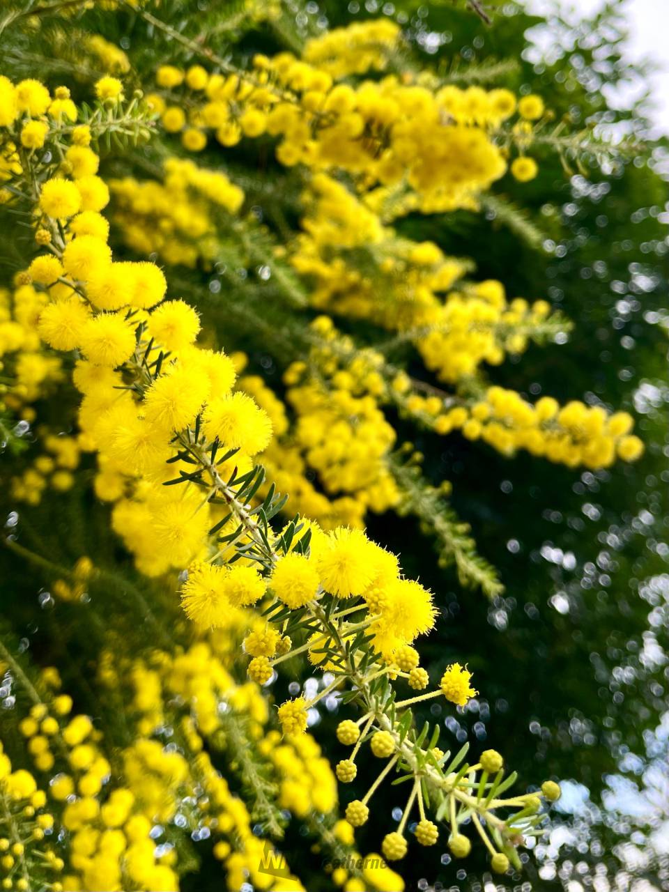 ミモザアカシア　/ 561 ミモザアカシア / 561