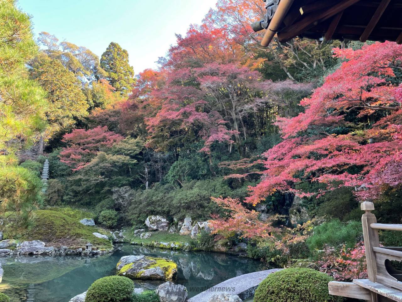 青蓮院門跡の紅葉情報【2024】 - ウェザーニュース