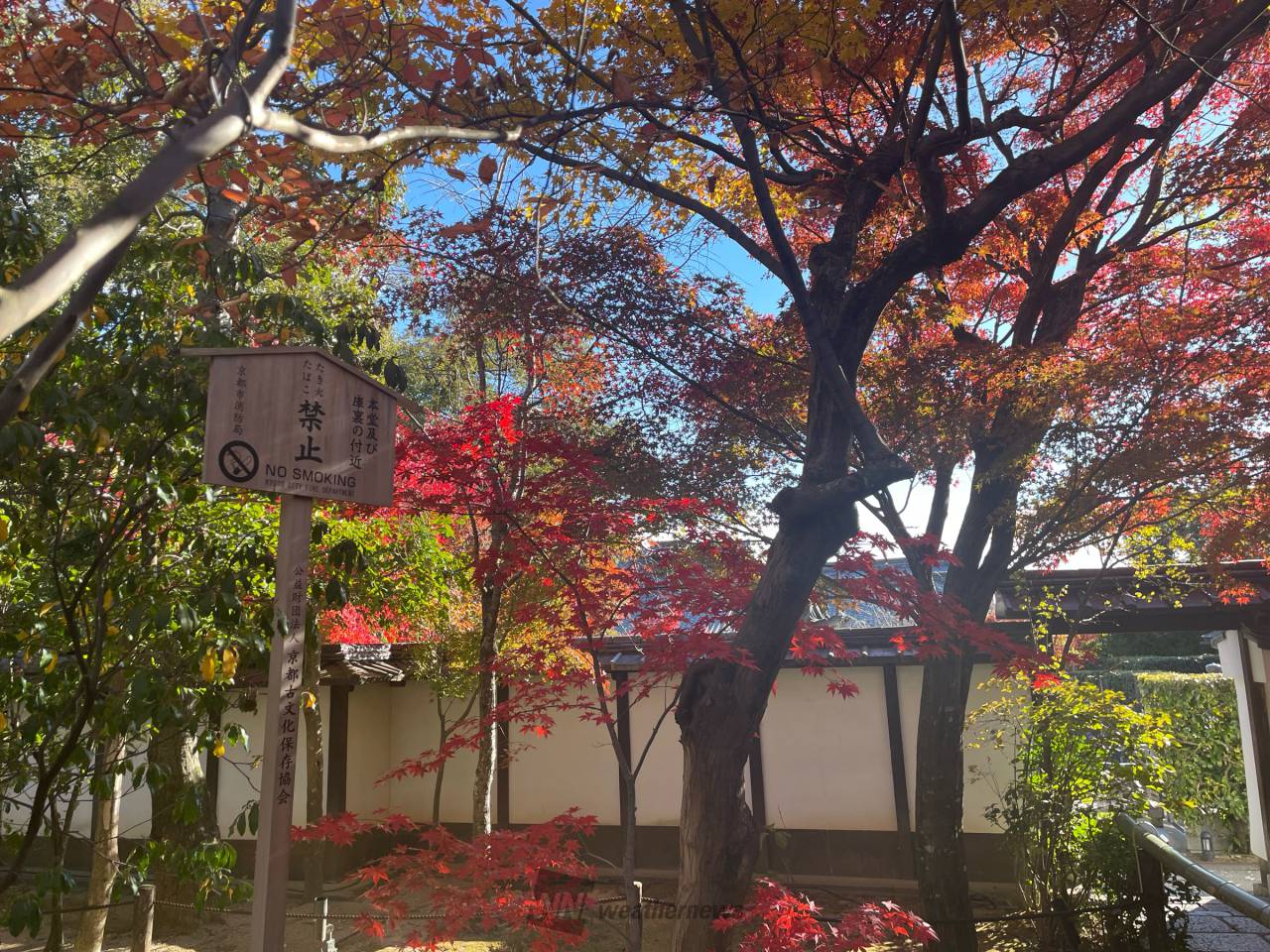 妙心寺退蔵院(余香苑)(kyoto)の紅葉見頃情報 - 紅葉Ch. | dメニュー天気