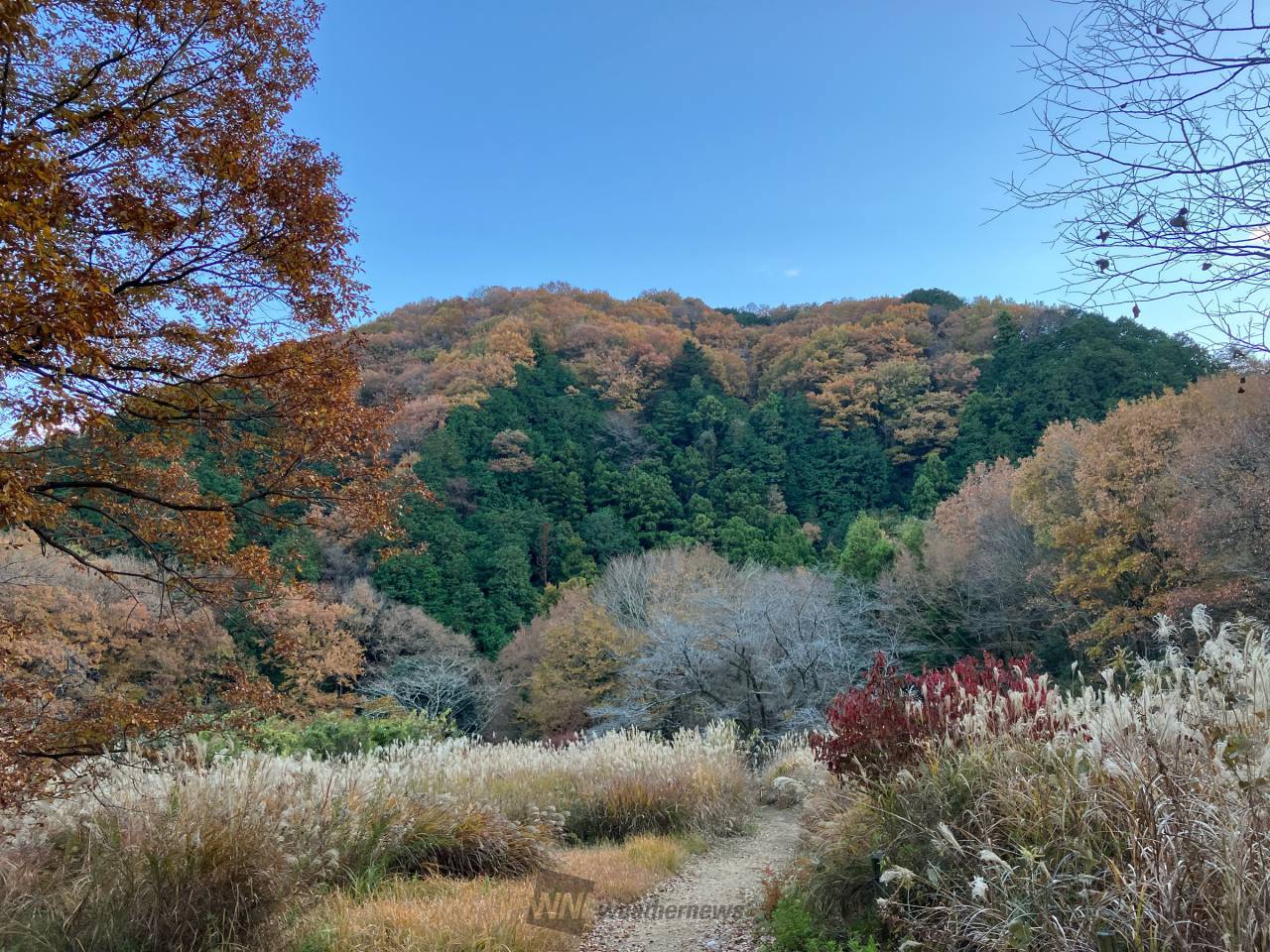 武蔵嵐山渓谷の紅葉情報【2023】 - ウェザーニュース