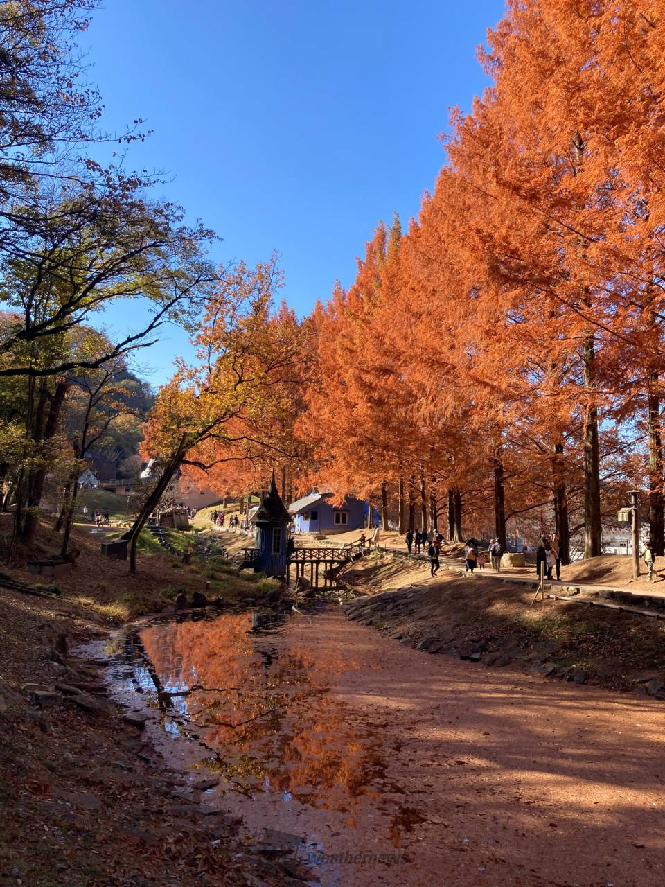 トーベ・ヤンソンあけぼの子どもの森公園の紅葉情報【2023】 - ウェザーニュース