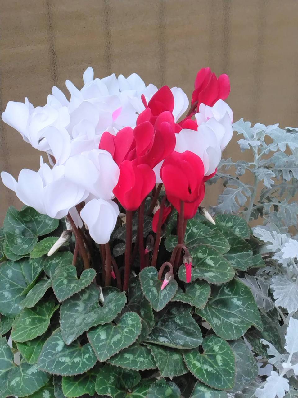 深見東州 紅白のシクラメン 深見東州 絵画