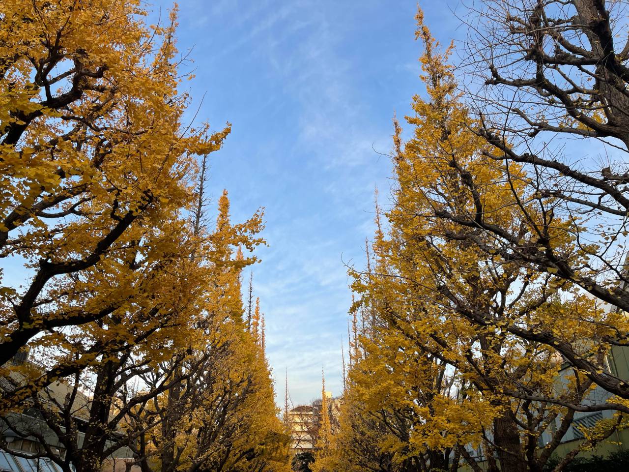 明治神宮外苑いちょう並木(tokyo)の紅葉見頃情報 - 紅葉Ch. | d 