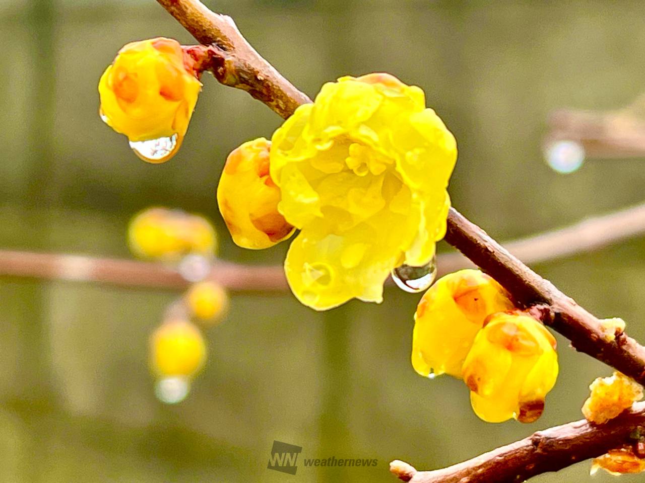 蝋梅の花も雨でしっ...
