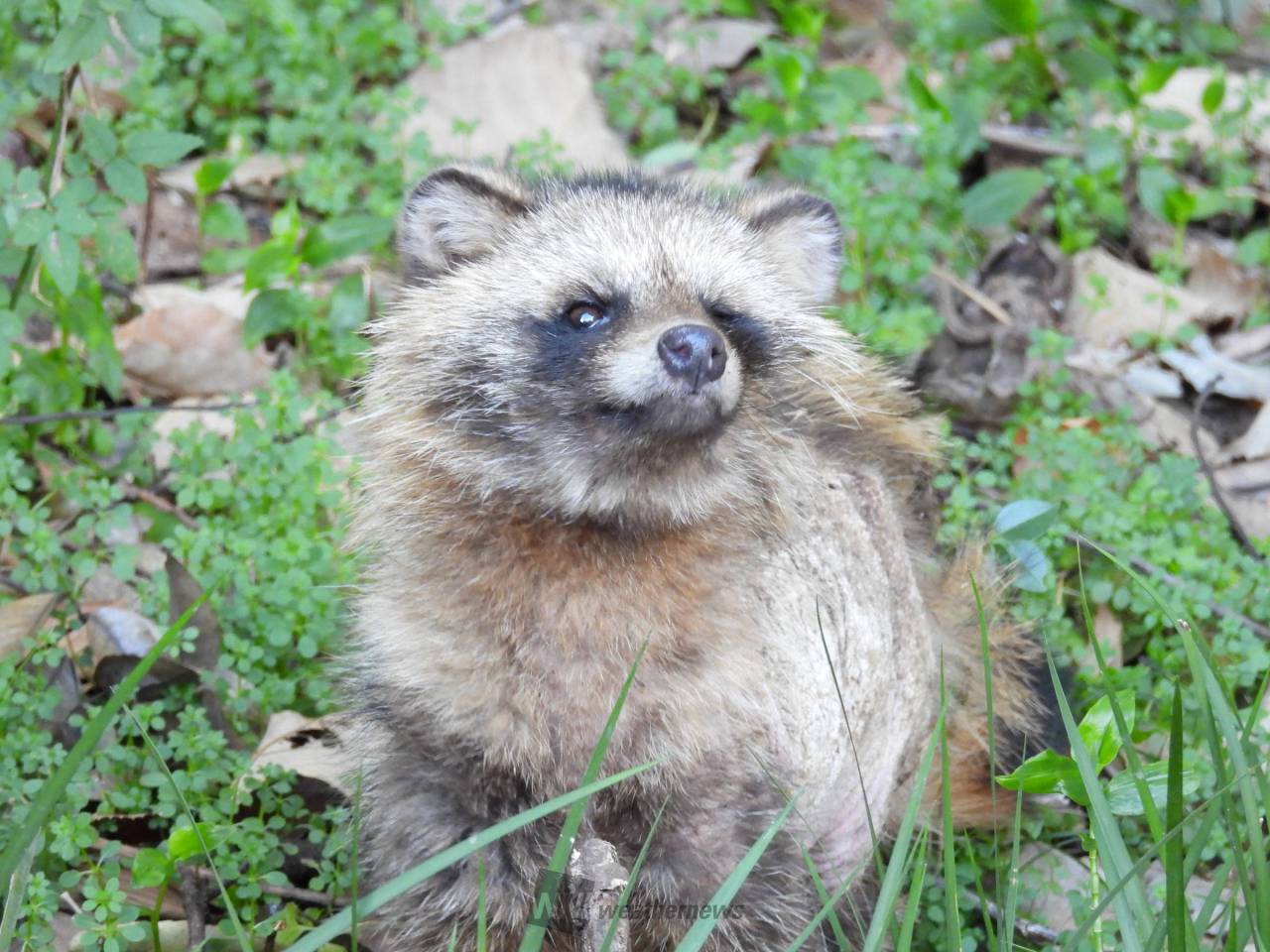タヌキが出てきてビックリ😲 タイワンリ | 神奈川県横浜市保土ケ谷区