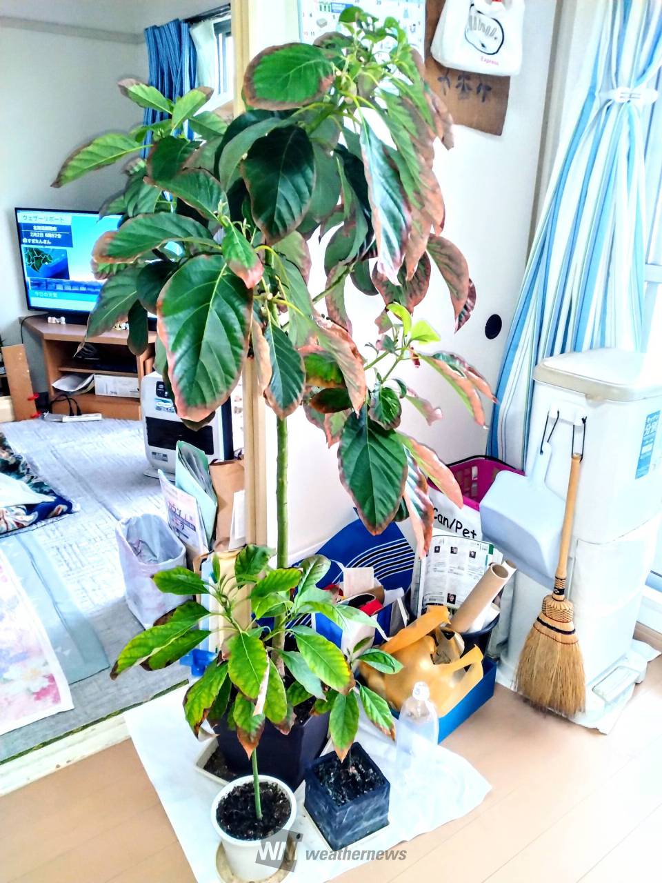 スーパーで買って食べたアボカドの種を植え | 東京都日野市 | 1＋1