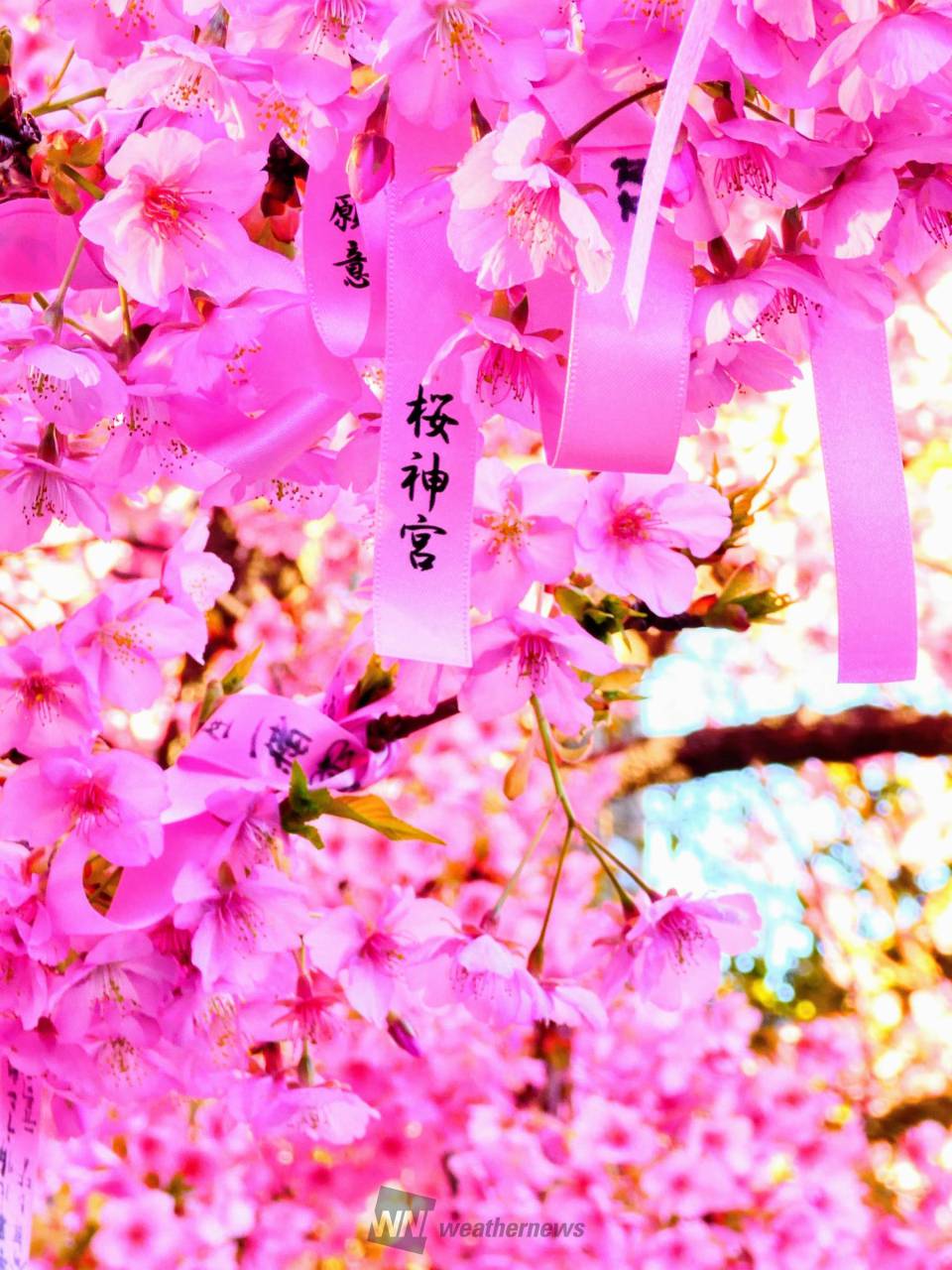 河津桜② （世田谷区 桜神宮） 見頃にな | 東京都世田谷区 | 櫻田モン