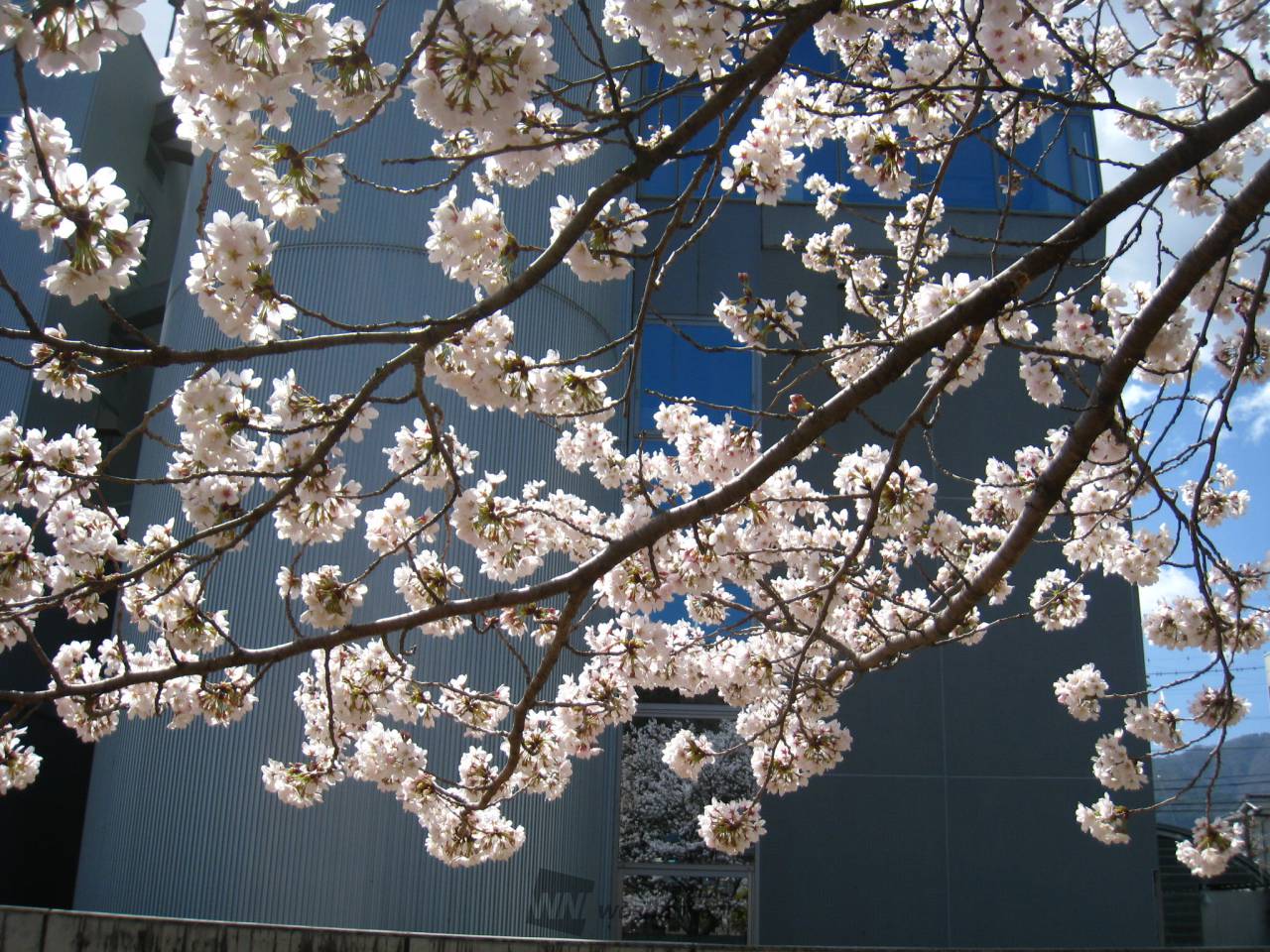 桜木は管理が難しい...