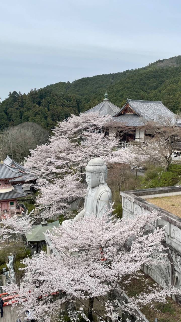 金峯山寺の花見・桜情報【2025】｜ウェザーニュース