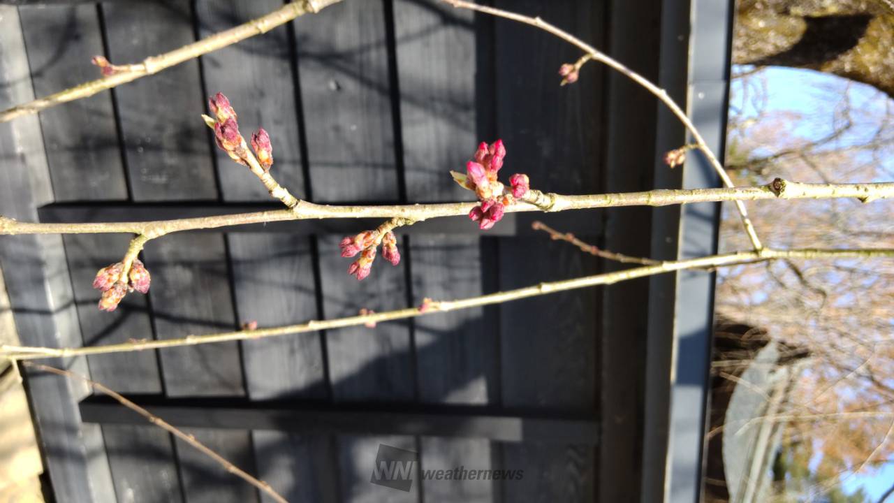 角館のシダレザクラの花見・桜情報【2024】｜ウェザーニュース