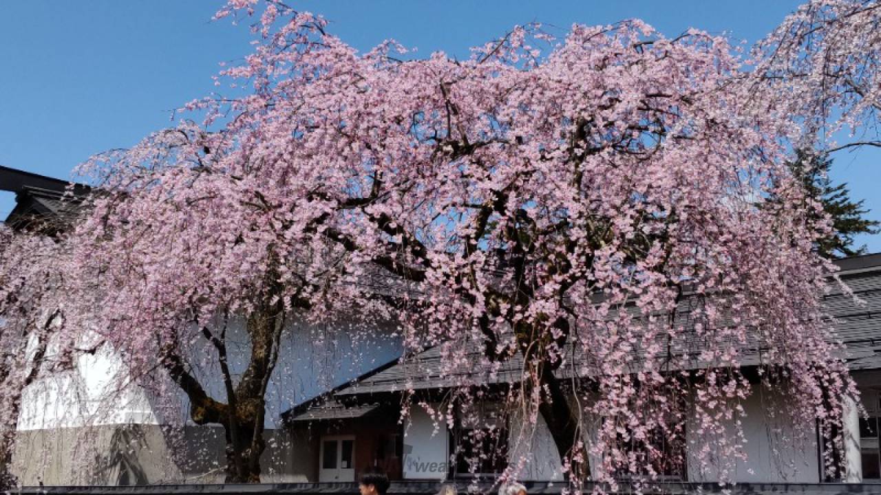 伝承館前の垂れは、...