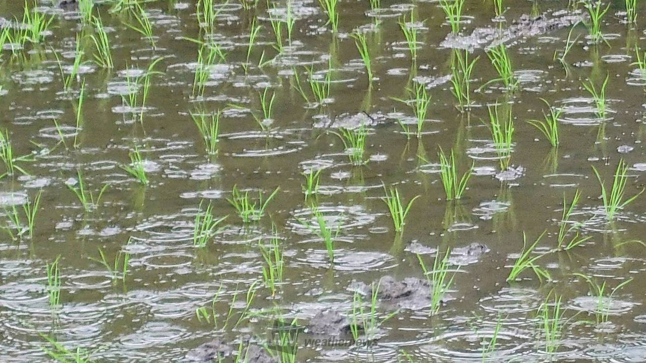 恵みの雨急に雨が...