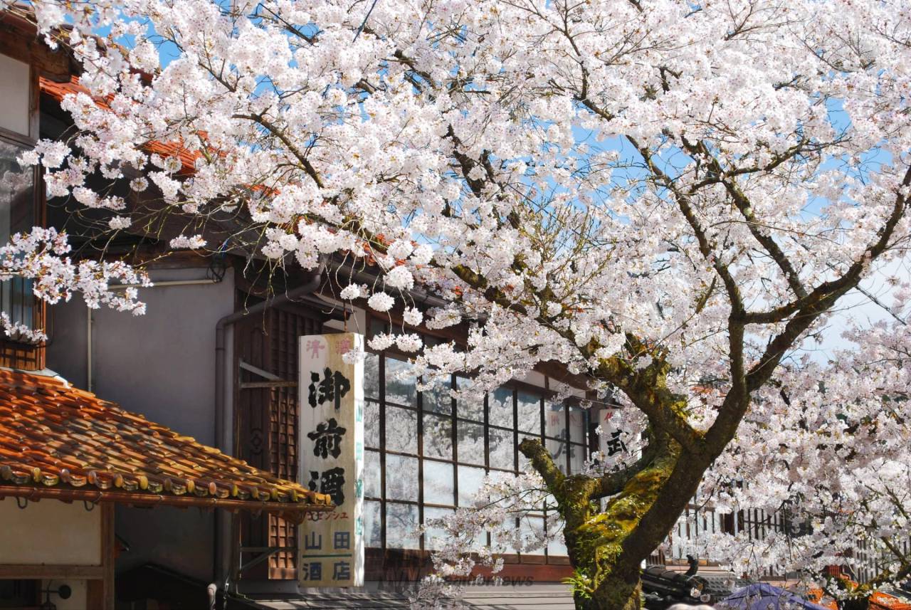 お花見リポート写真集🌸 注目の空の写真 ウェザーニュース