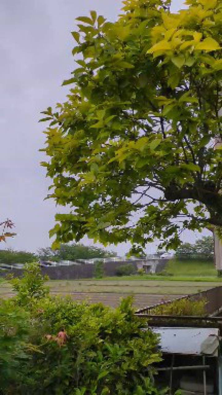 こんばんは。動画は18時頃の南方向。先ほ | 静岡県島田市 | コダヌキ | ウェザーニュース