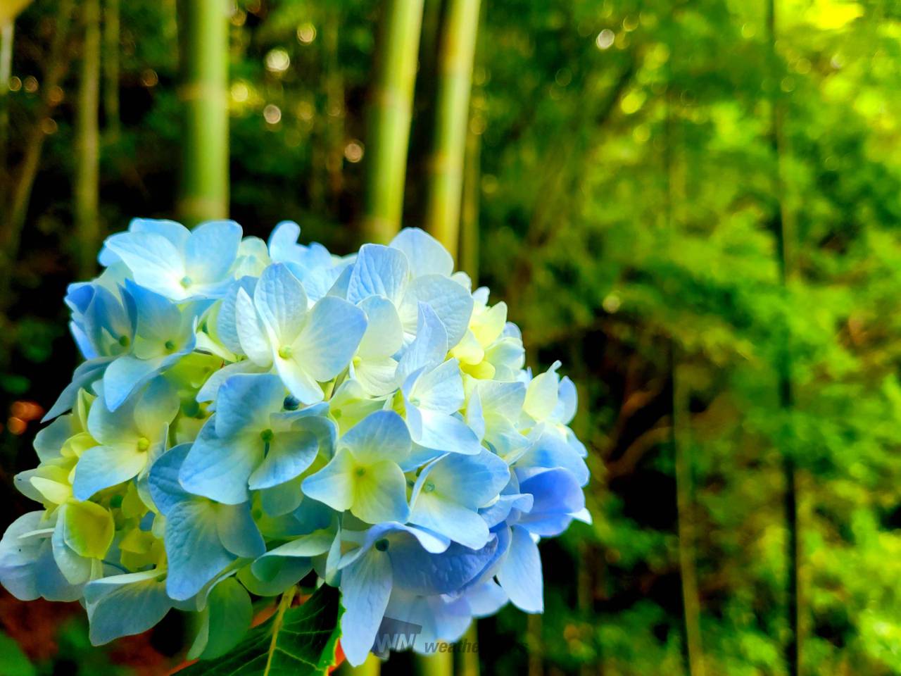 竹林の緑の世界にあ...