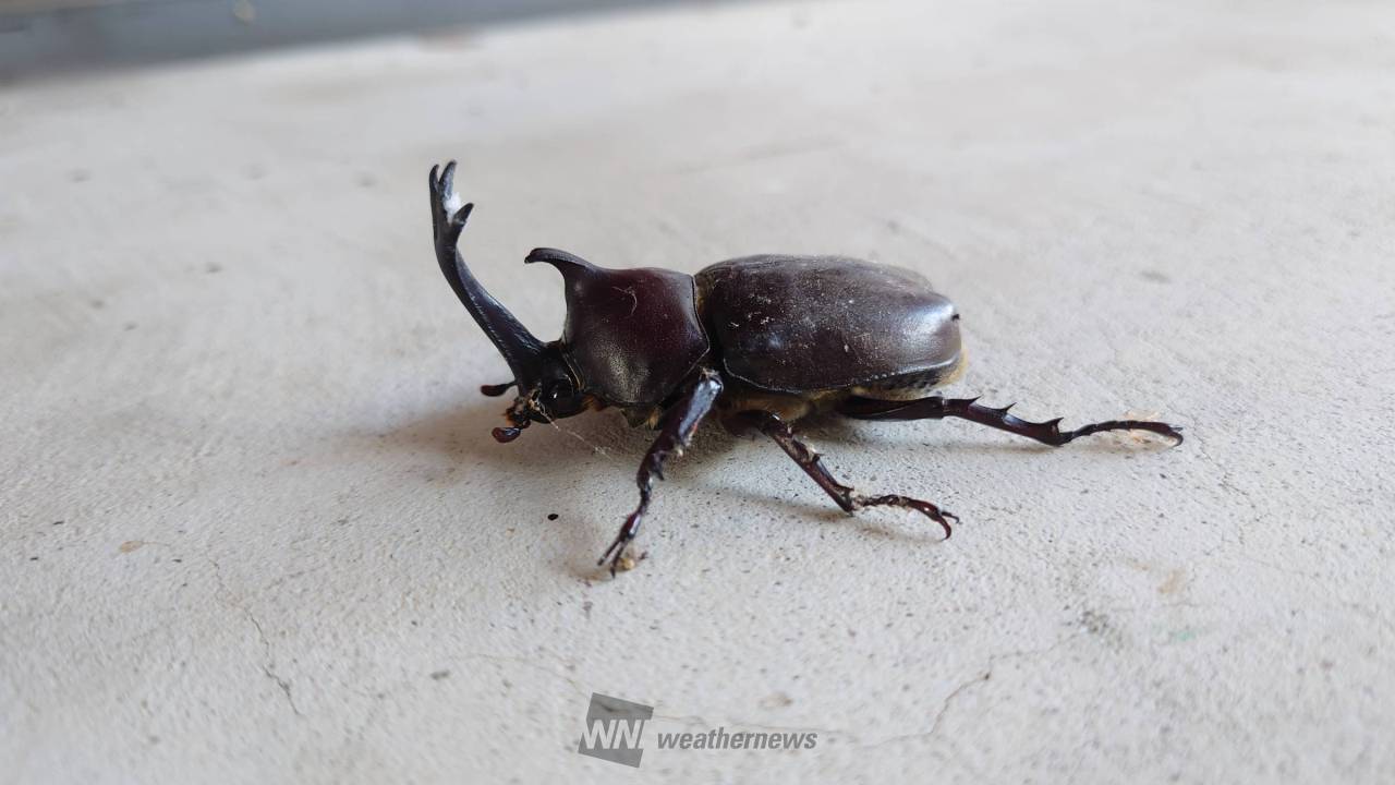 千葉県産夜捕れ120匹カブトムシ＆ノコギリクワガタ - その他