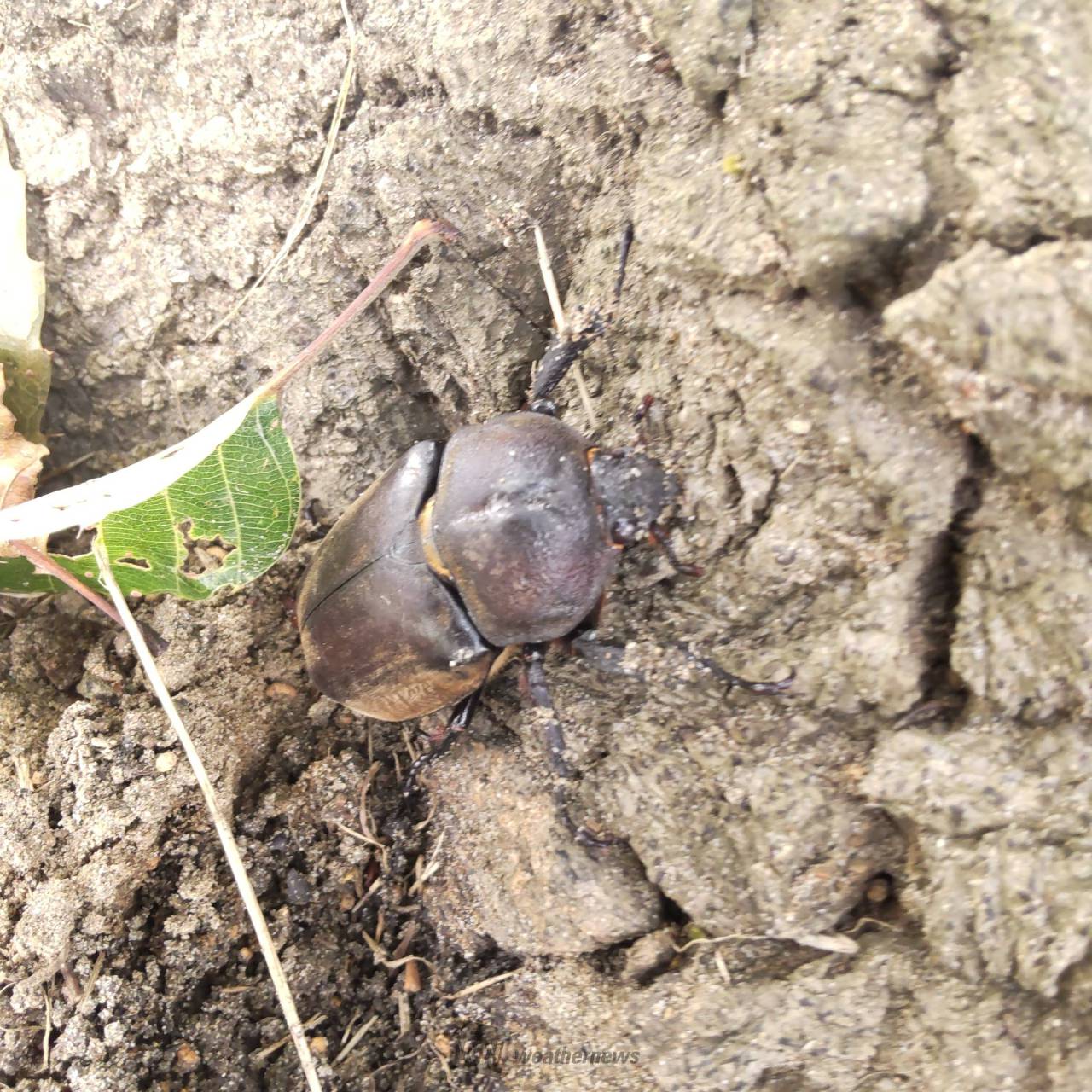 カブトムシ・クワガタを発見 注目の空の写真 ウェザーニュース