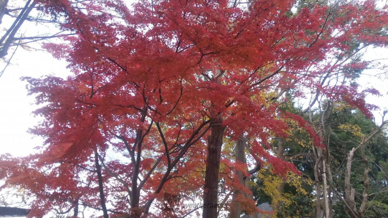 田園調布銀杏並木(tokyo)の紅葉見頃情報 - 紅葉Ch. | dメニュー天気