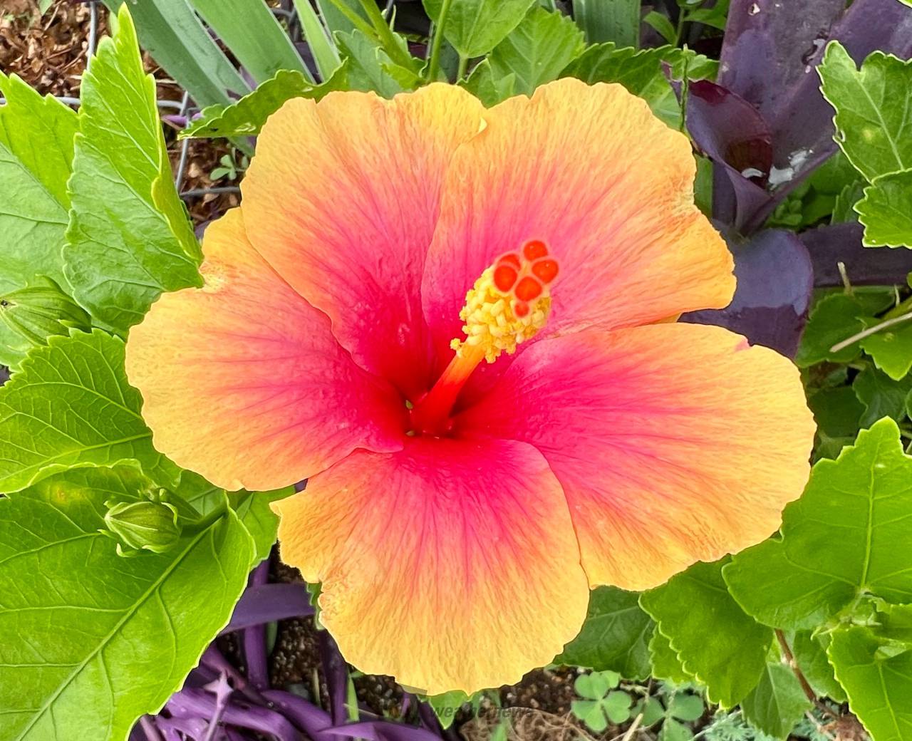 ハイビスカス 雨の七星 赤花 園芸ネット本店｜ハイビスカス：レッド