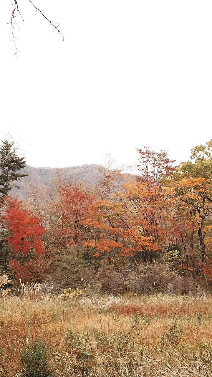 立秋の頃　パステル画　箱根湿性花園 立秋の頃 パステル画 箱根湿性花園